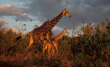 Giraffes moving through Chobe National Park at sunset.