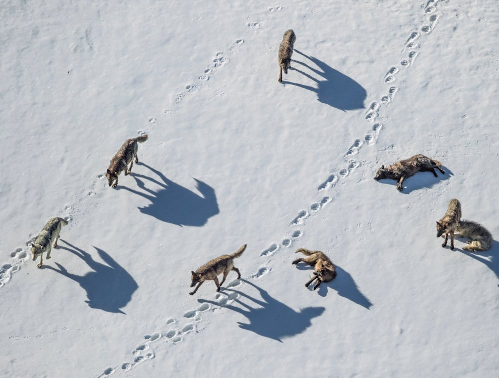 Birds eye photo of a group of wolves walking in snow.