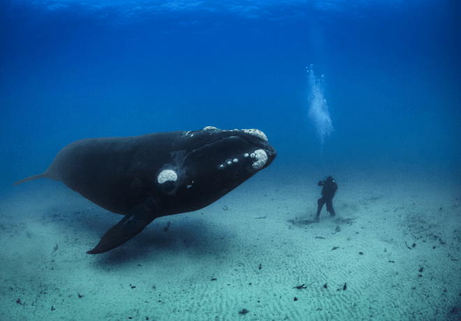 Whale and diver underwater.
