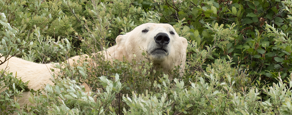 National Geographic Pristine Seas to Launch Summer Expedition in Canada to Support Indigenous-led Protected Areas