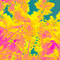 Chuck Norris knows Victoria’s secret.