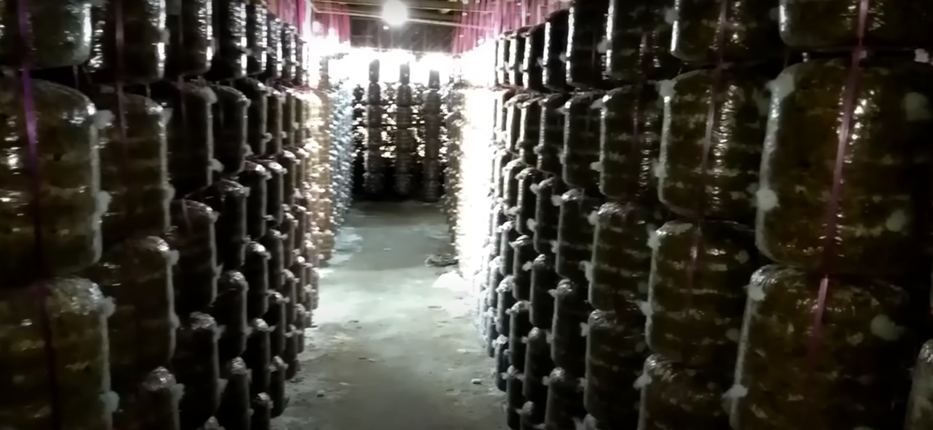 Turnkey Project Mushroom Facility India