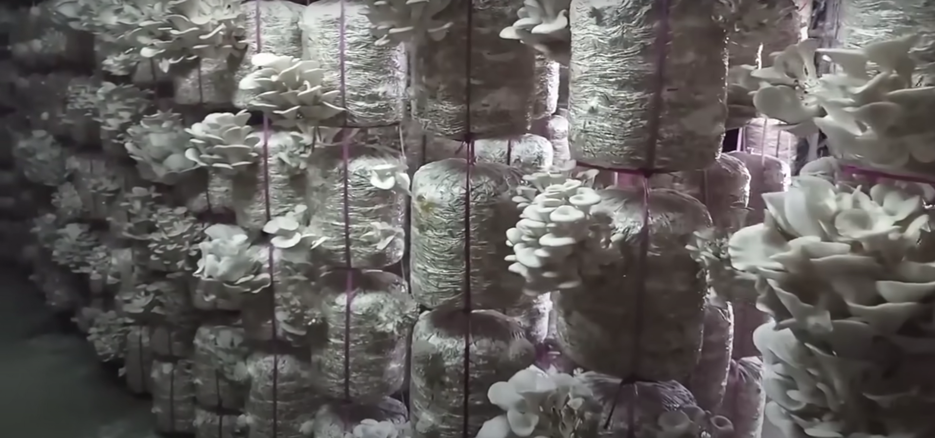 Indoor climate controlled mushroom farm setup India USA