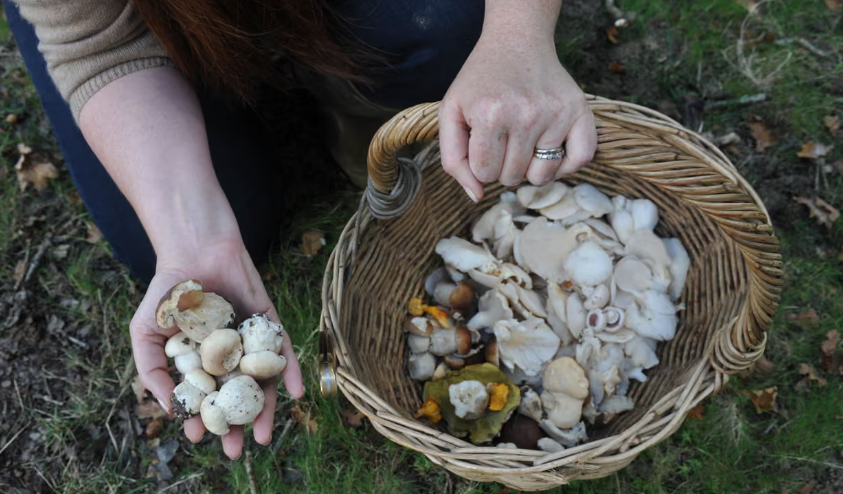 Mushroom Harvesting Process Commercial