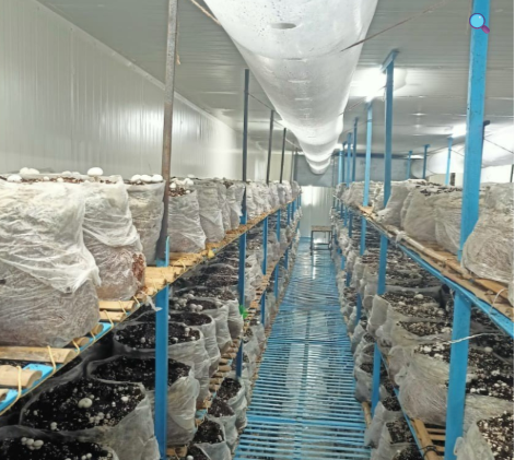 High yield oyster and button mushroom growth facility