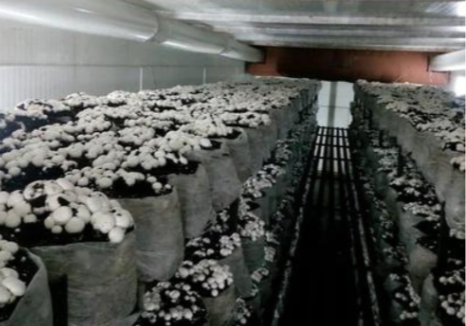 Mushroom farming setup and commercial turnkey project in Jabalpur Madhya Pradesh India