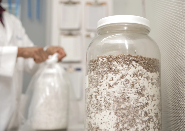 Organic Quality Spawn Seed Supply