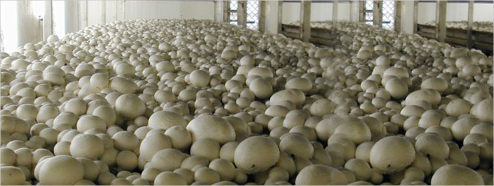 Mushroom Farming Training Center Indore