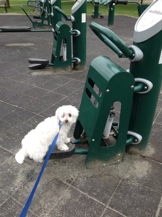 Allison's dog, Benny, ready to exercise during a walk.