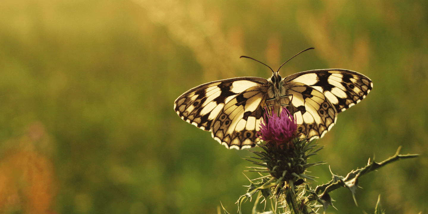260.1.Butterlfy
