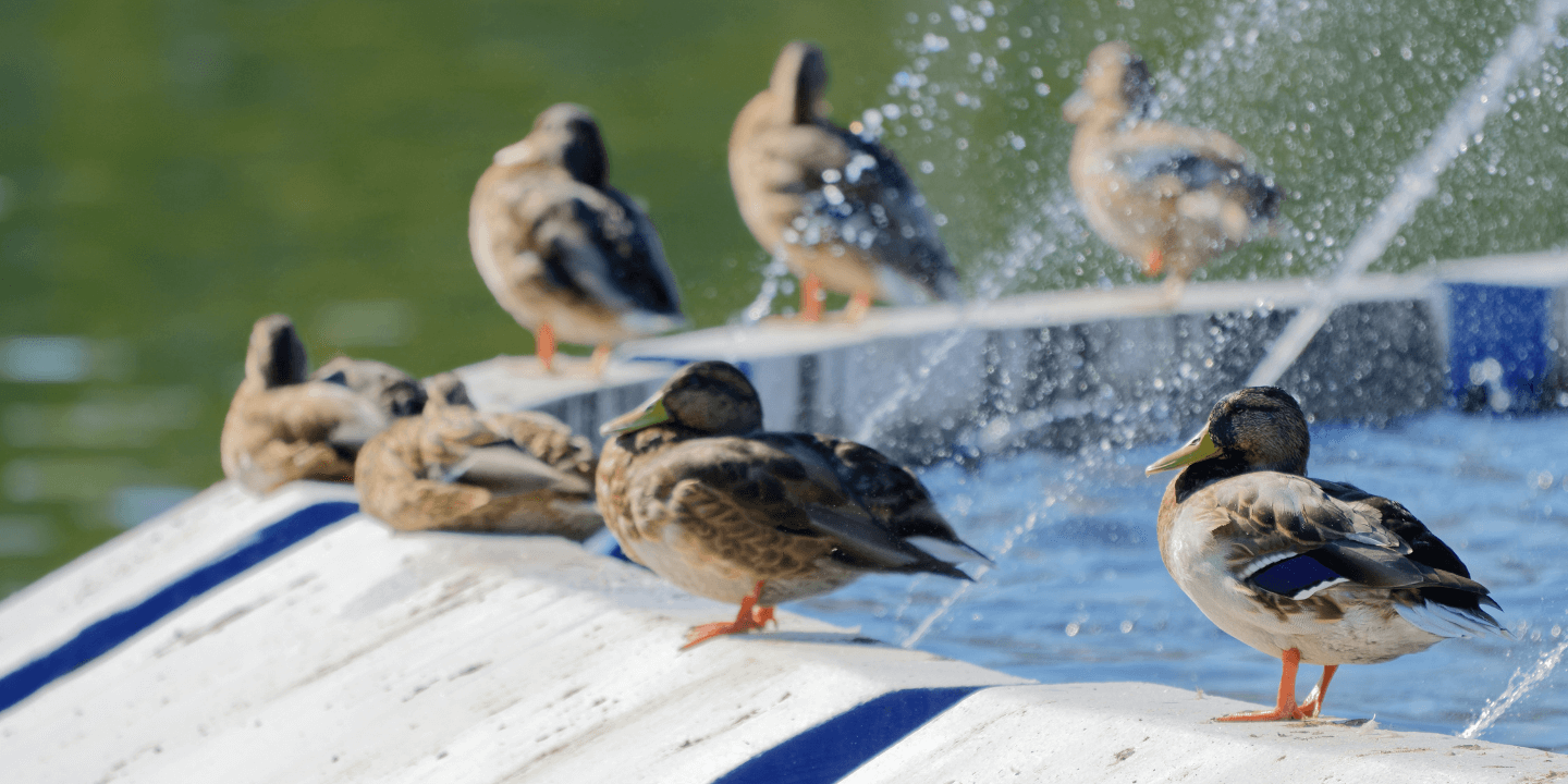 206.1.Ducks-and-fountain