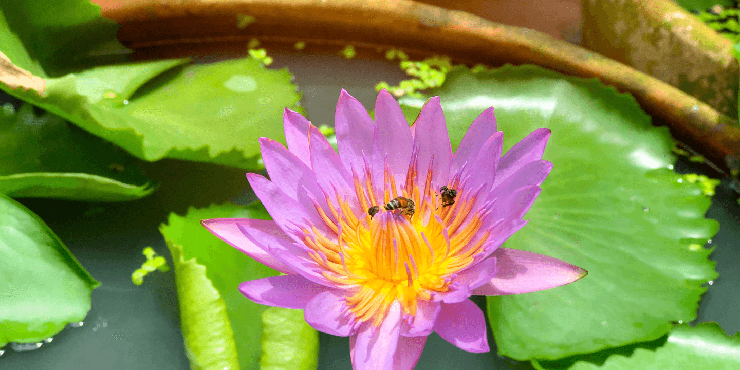 210.1.Water-feature-pollinator