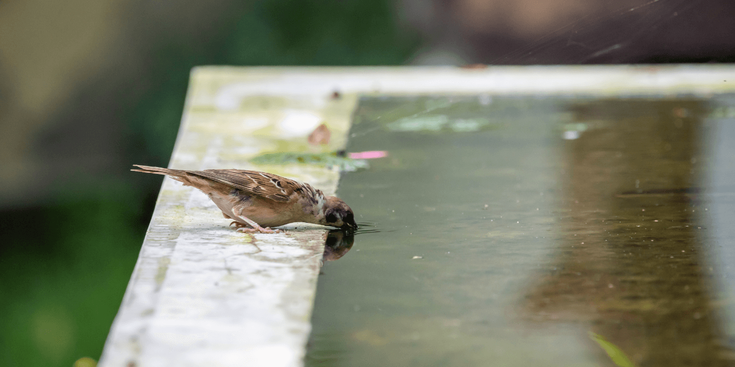 177.1.Urban-biodiversity