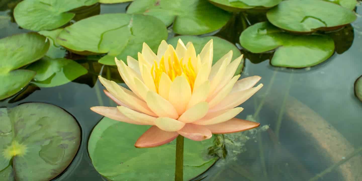 56.1.Aquatic plants