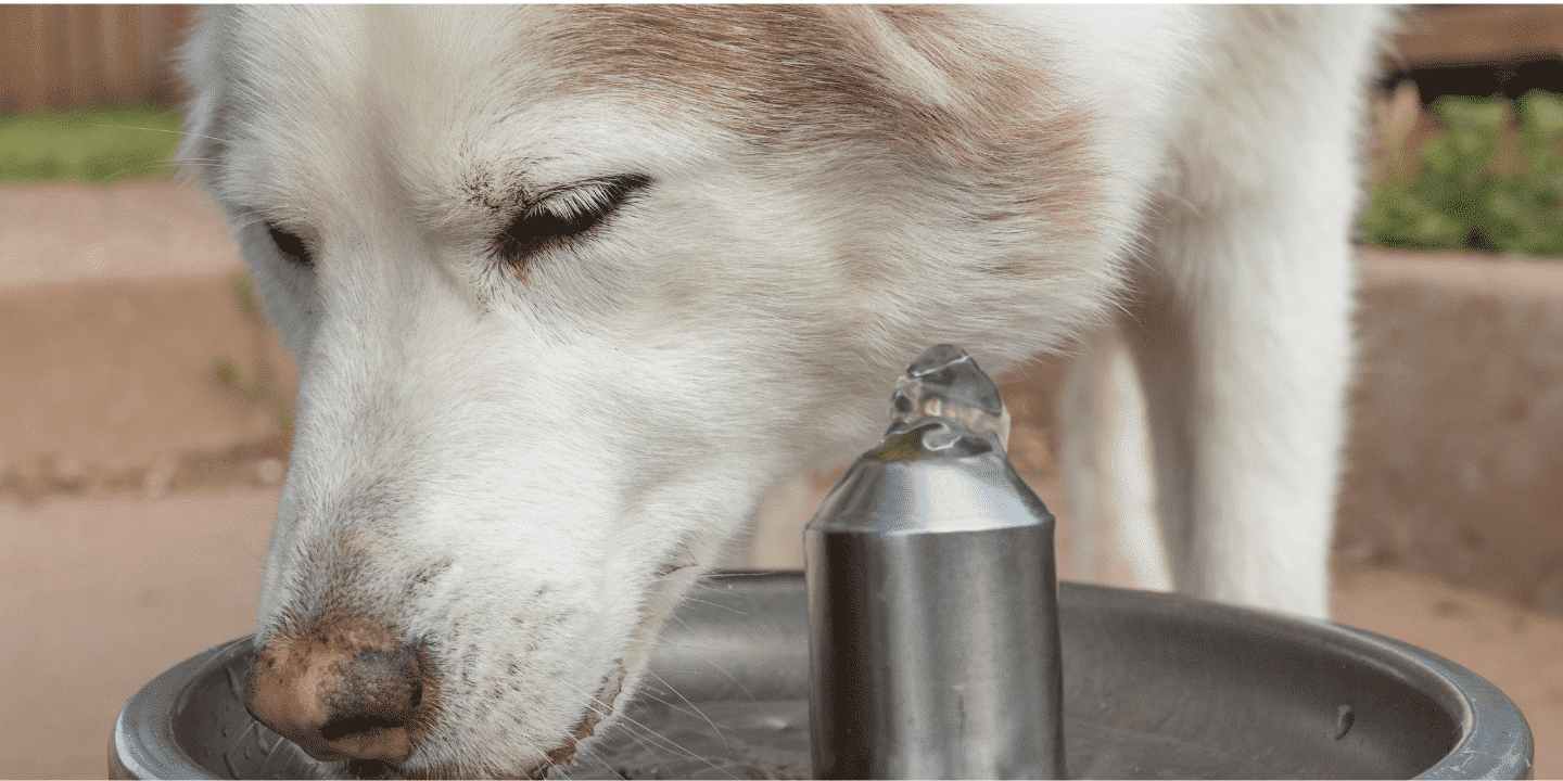 16.1.pet friendly fountain