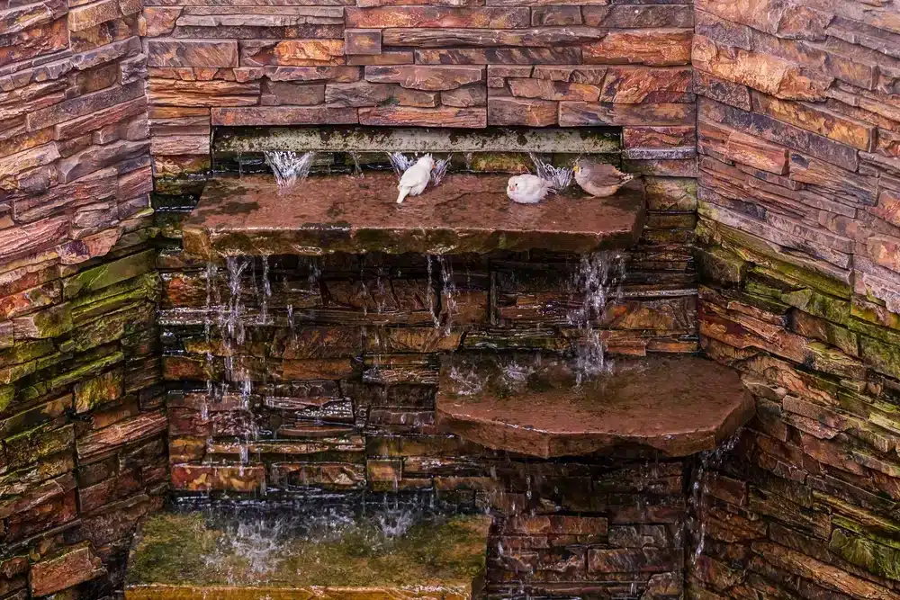 How to Create a Bird Friendly Fountain