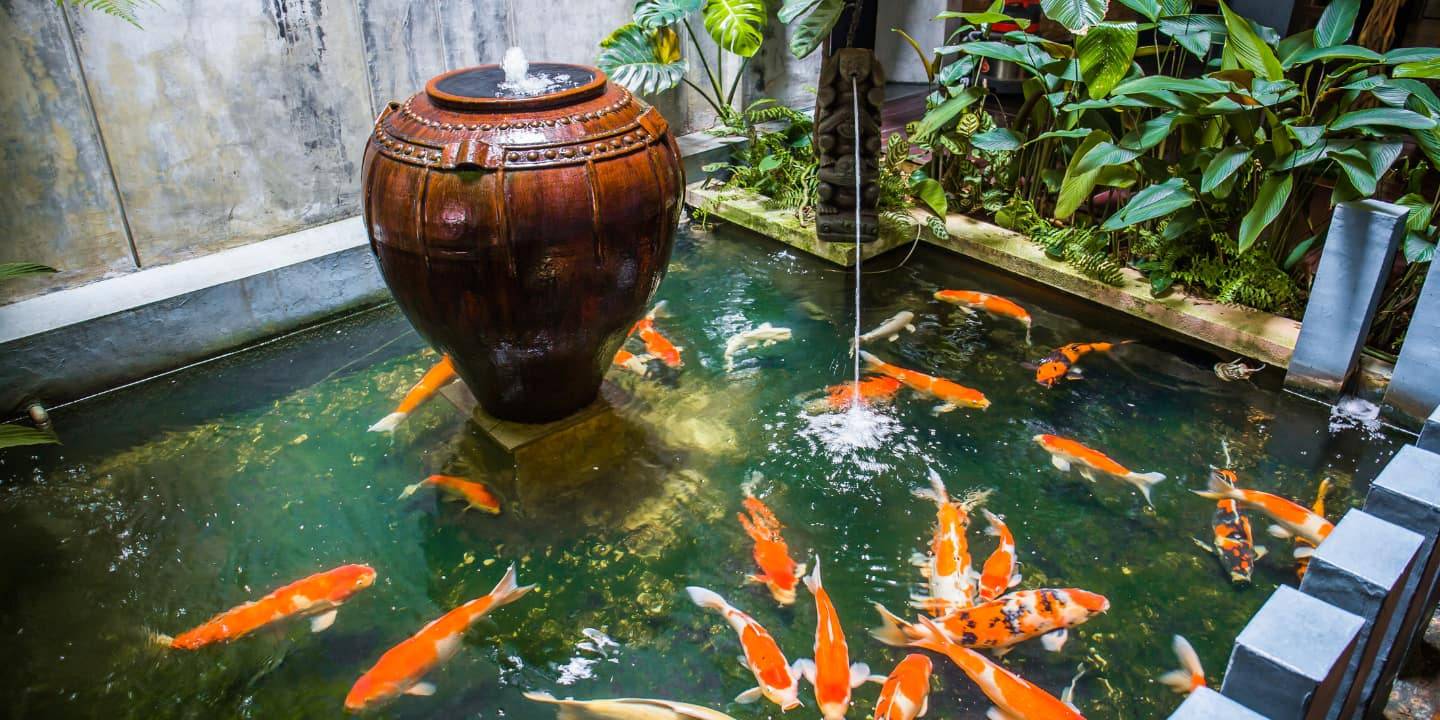 4.1 indoor pond koi fish