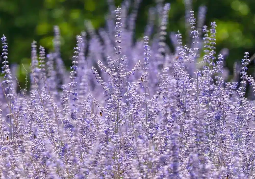 Drought Tolerant