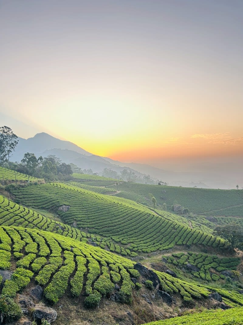 Munnar Tea Garden View Point