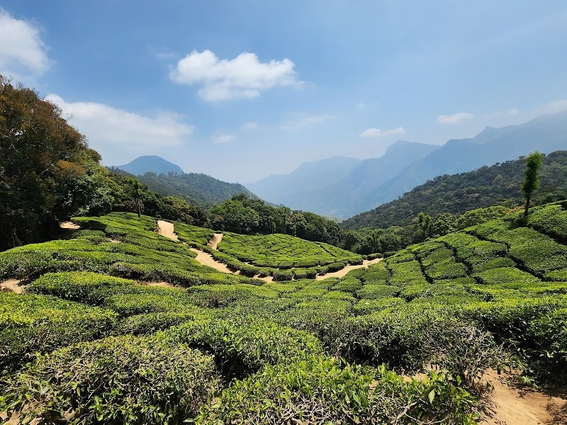 Tea garden view point