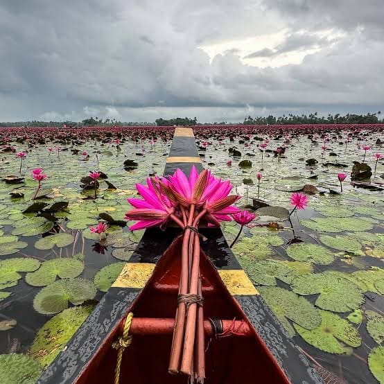 Malarikkal Tourism Water Lilly View Point