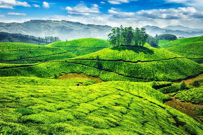 Kolukkumalai Tea Estate