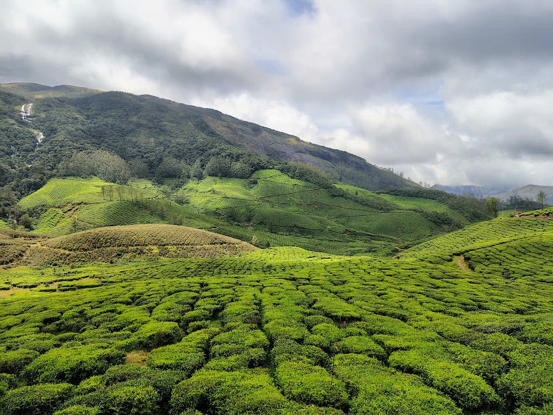 Tea plantation View point