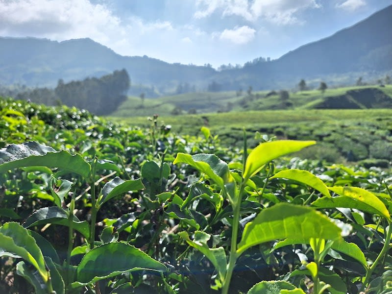 Munnar Tea Trail Tour