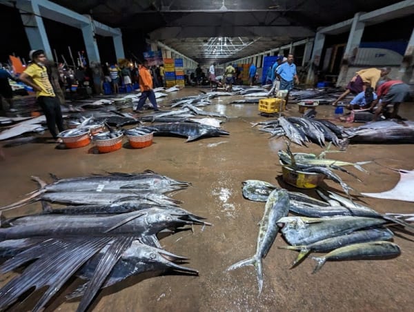 Neendakara Fishing Harbour