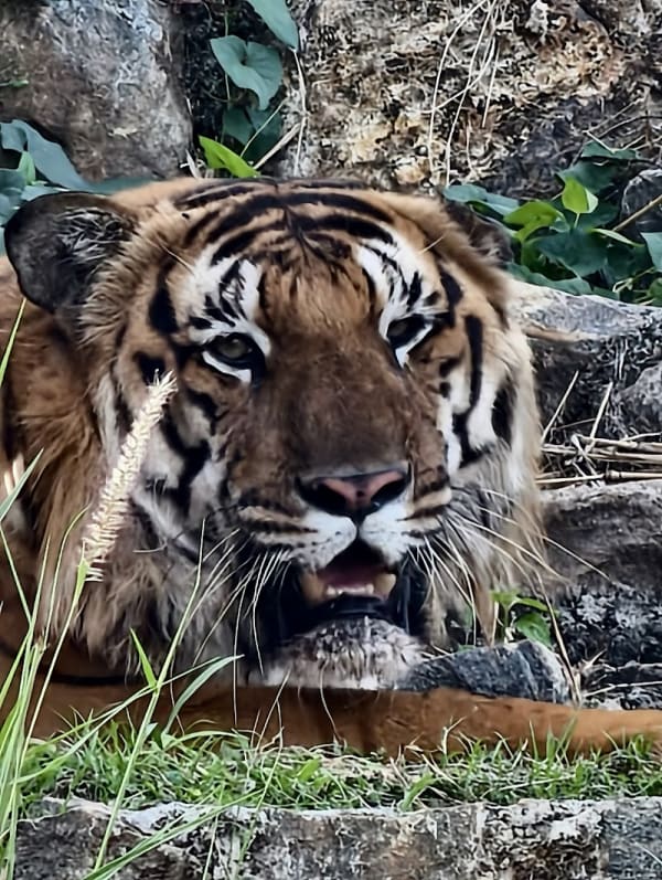 Thrissur Zoological Park Wildlife Conservation & Research Centre
