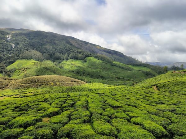 Tea plantation View point