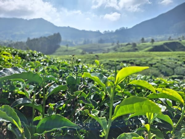 Munnar Tea Trail Tour