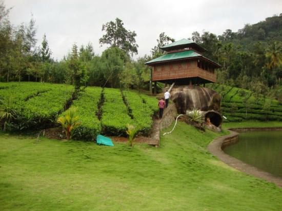 Munnar Tea Garden