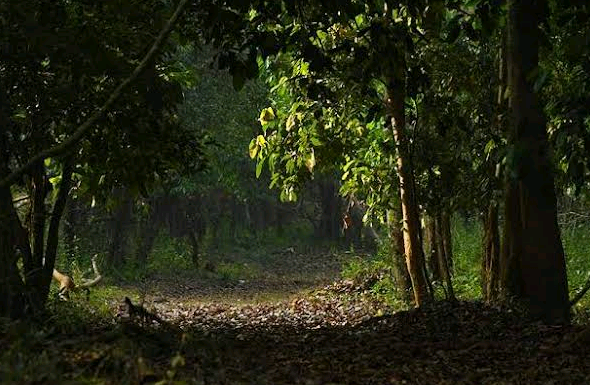 Aralam butterfly Sanctuary