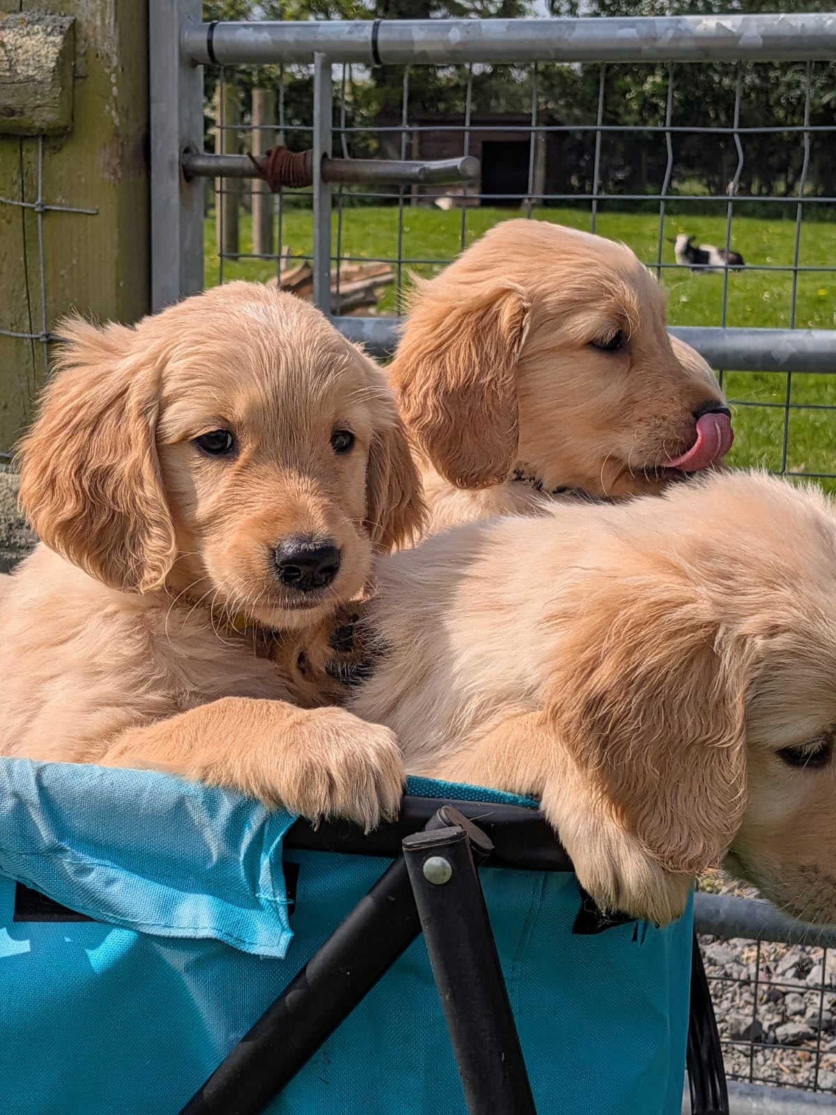 Golden Retriever puppies