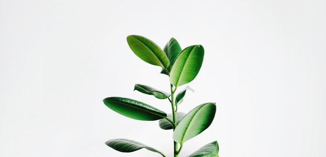 Minimalismus im Studium