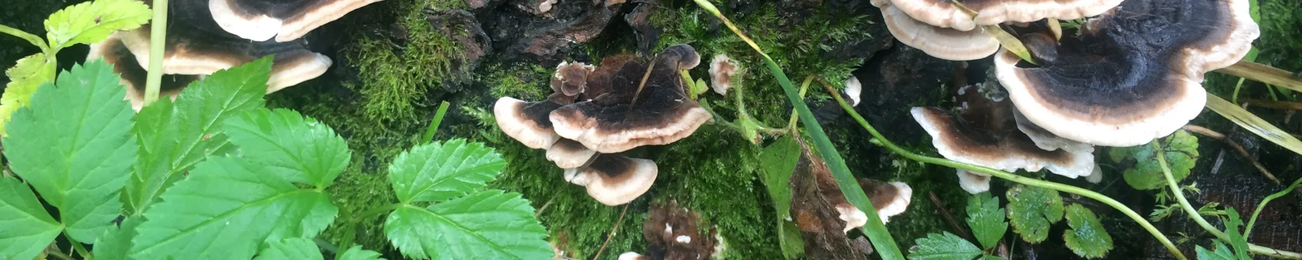 Diana Hintergrundbild