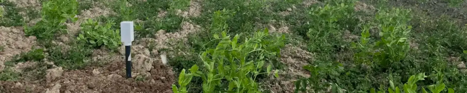 Manuel Hintergrundbild