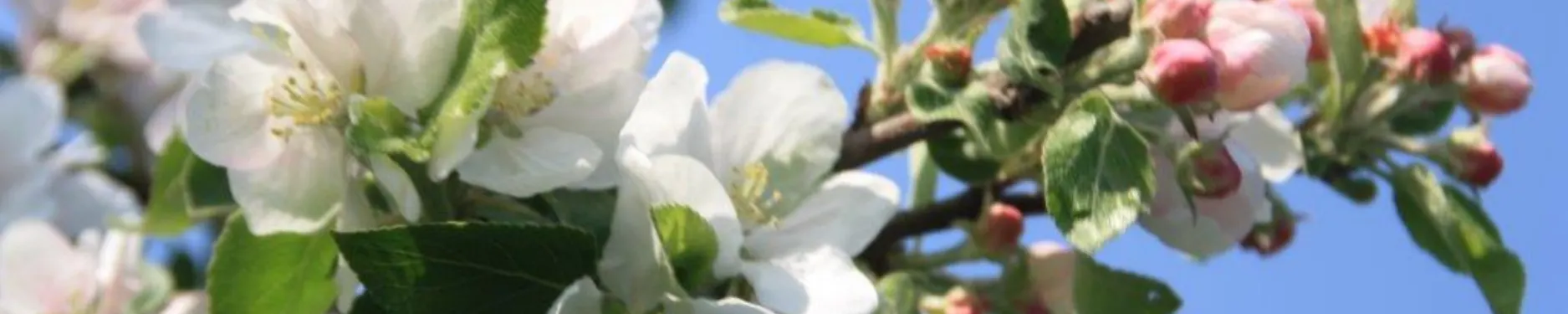 Annette Hintergrundbild