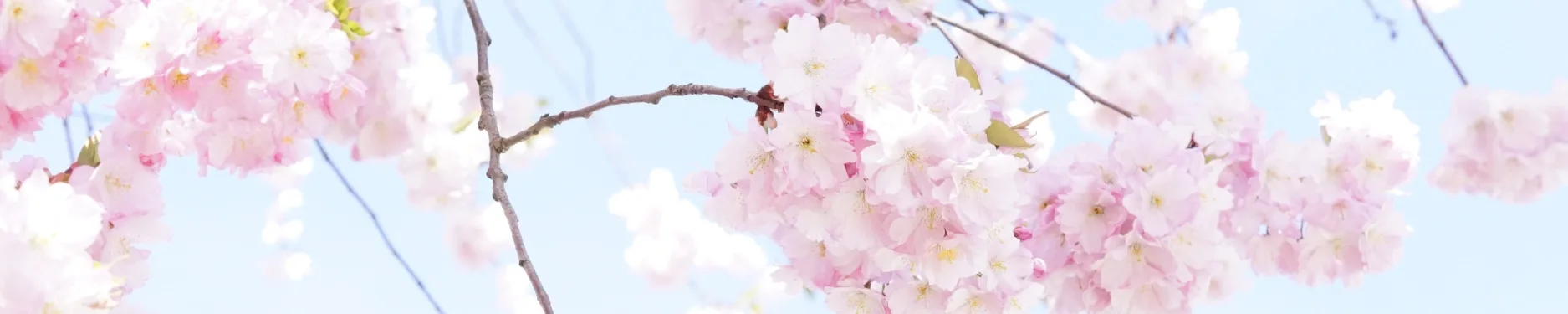 Madina Hintergrundbild