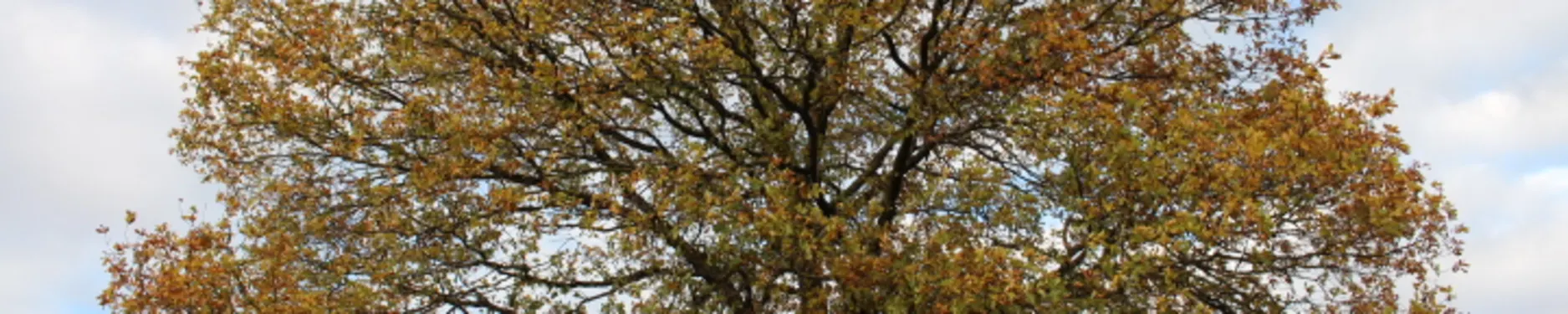 Lena Hintergrundbild