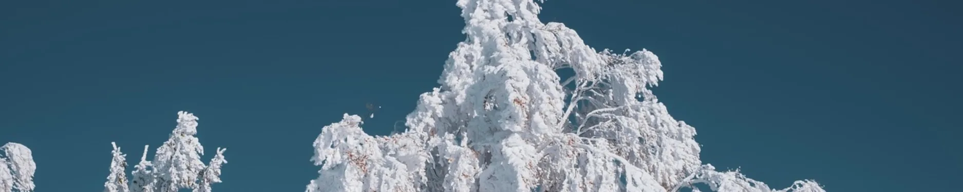 Jolanda Hintergrundbild