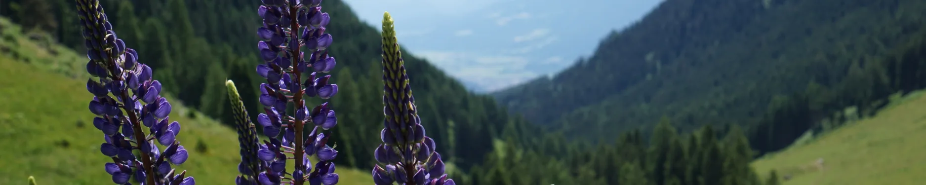 Adina Hintergrundbild