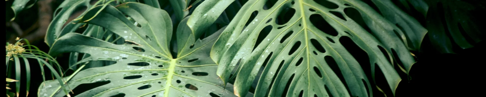 Toni Hintergrundbild