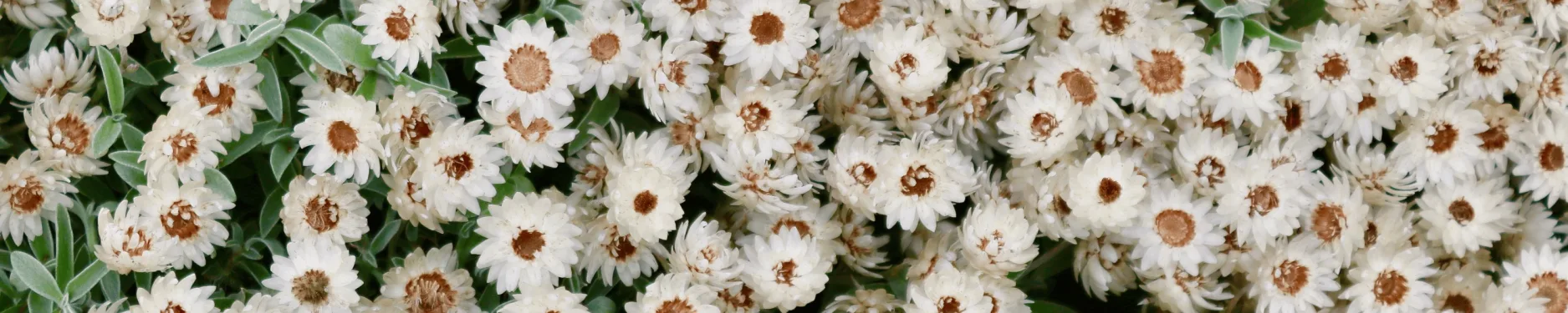 Luisa Hintergrundbild