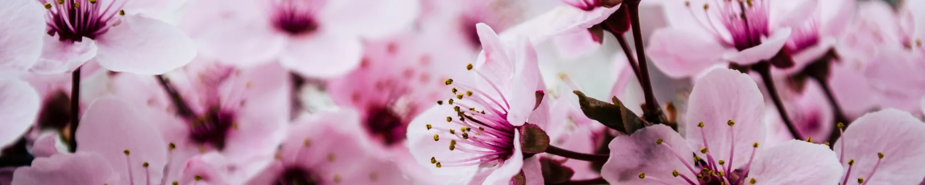 Nadine Hintergrundbild