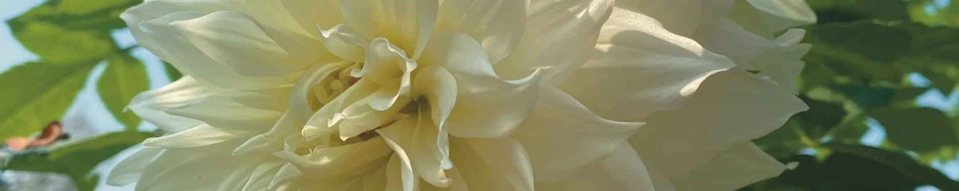 Lara Hintergrundbild