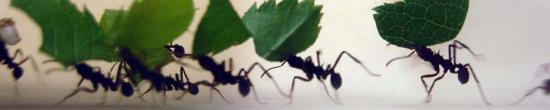 Cornelia Hintergrundbild