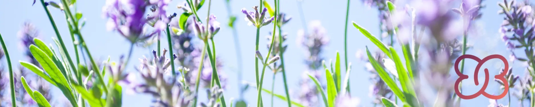 Vivien Hintergrundbild