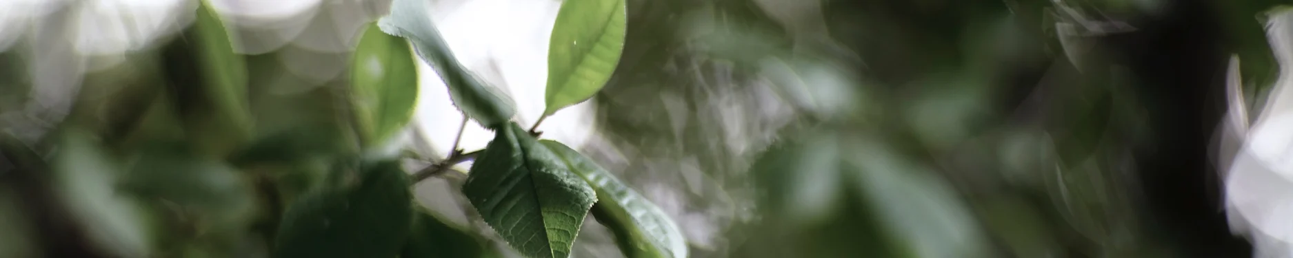 Christoph Hintergrundbild